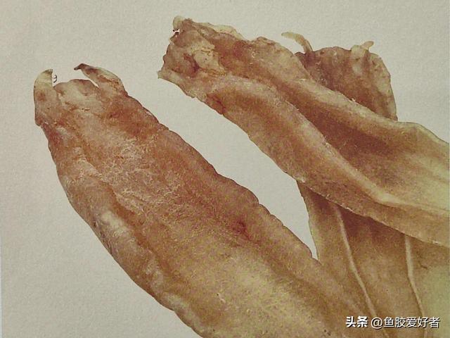 巴西北海鱼胶 巴西北海鱼胶的图片