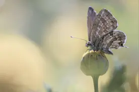 非常善良，但狠起来连自己都怕的三个星座女图片