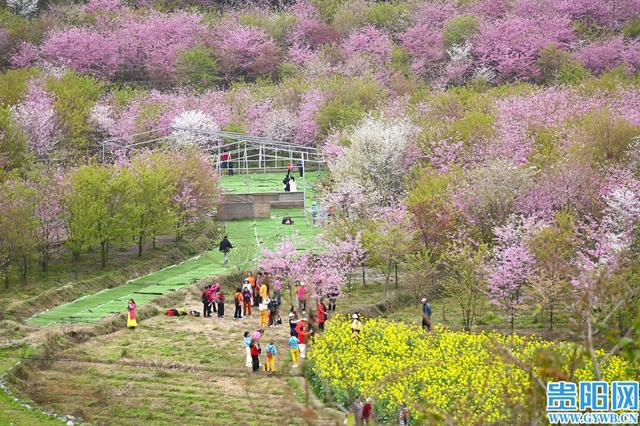 【花Young贵阳】观山湖千亩樱花园悄然走红，每天数千游客前来打卡