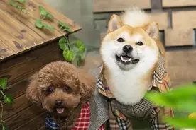 具有“旺家气质”的5类狗，你家养了没？图片