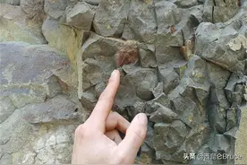 卖亏了？宜昌一女生捡到一块石头，转手卖5千，鉴定为4亿年前化石图片