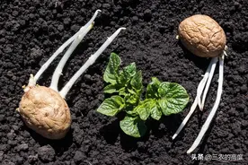 种植土豆把握住这5点，结得多个头大，还表面光滑品质佳图片