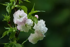 男女之间，吃饭时，有以下迹象，就是暧昧了图片