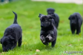 德牧和金毛一次生了16只宝宝！全部成了导盲犬预备队图片