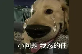狗狗拉稀竟然有7种原因！别慌，对症下药可以呵护我们的狗狗图片