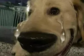 狗狗拉稀竟然有7种原因！别慌，对症下药可以呵护我们的狗狗图片