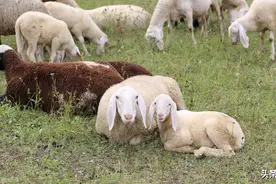 养羊避开这5大误区，起码保证你赔不着！养殖户快速收藏图片