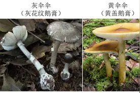 警惕！这三种蘑菇毒性十分强烈图片