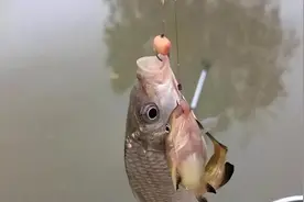 挂钩麦粒钓鱼，有人欢喜有人愁，教你用麦粒钓鱼的正确方法图片