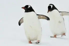 全国冰冻线进程图出炉！跟企鹅学防滑的“走路姿势”图片