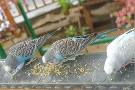 多家鹦鹉繁殖场总结：鹦鹉的繁殖方法！比较全面了图片