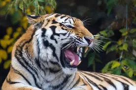 四年前，老虎真的在哈伊高速公路上撞轿车吗？专家证明是真的图片