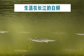 全球近4万个物种濒临灭绝 请珍惜和他们在一起的时光图片