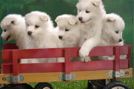 “最不值得养”的5种狗，越养越崩溃图片