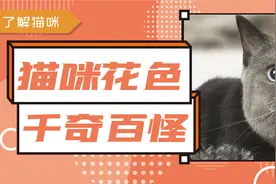 为啥有的猫咪长得这么怪？图片