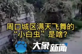 周口满天飞的“小白虫”是啥？专家解读来了图片