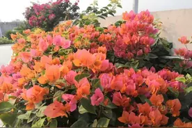 为三角梅“促花”，只需做好“4点”，就能花开满枝图片