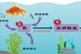 养水也有大学问｜水体净化小能手之赤红球菌图片