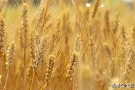 国家“十四五”期间：抗减产小麦品种，初步入选15个品种图片