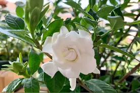 让栀子花开花，有“3个”催花方法，花苞多超级美、开花时间长图片