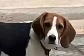 醉酒后顺走朋友家的狗，醒来发现自家狗满眼失望：那我走？图片