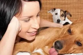 原来狗狗分娩前是这样！生完一个后，还得休息一会图片