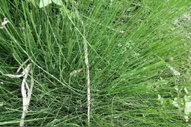 民间俗称“光杆司令”，原来是优质的野菜，养生价值高，你可吃过图片