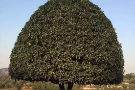 当年，1.5万元/棵不肯卖，如今砍了当柴烧，桂花的悲剧早已注定图片