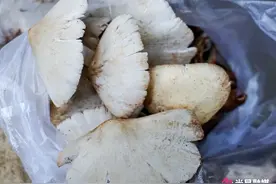 舌尖上的米易丨鸡枞：菌中之王 山珍美味 你尝了吗图片