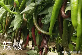 磷酸二氢钾与尿素及胺鲜酯复配，蔬菜叶片三天转浓绿，生长更健壮图片