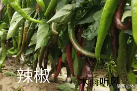磷酸二氢钾与尿素及胺鲜酯复配，蔬菜叶片三天转浓绿，生长更健壮图片
