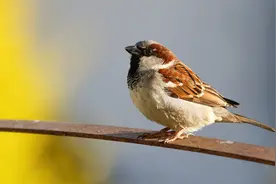 中国人又不吃麻雀肉，为何麻雀还在连年减少？它们都去哪了？图片