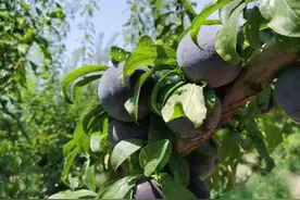 “早采”毁行业，不要让你个人的“早采”毁了大家的饭碗图片