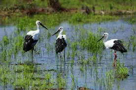 从一场救护开始......东方白鹳“三生”的故事图片