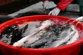 这5种鱼尽量少吃，其中含有大量甲醛和重金属，为了家人请多了解图片