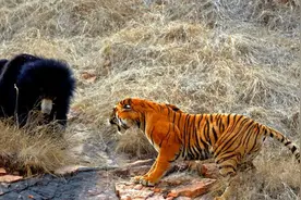 熊是怎样冬眠的？冬眠的熊会被老虎拖出去吃掉，是真的吗？图片