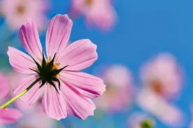 别着急，真正有缘分的两个人，早晚会相遇图片