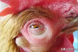 鸡眼睛流泪、有泡沫、肿头肿脸，发生这样的情况怎么办？图片