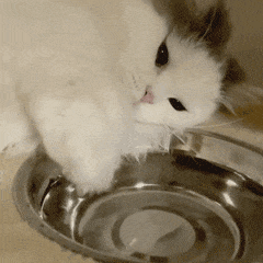 买到一盒肯德基猫爪蛋挞,我当场气死