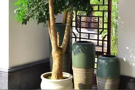 9种“大绿植”，长得再高，也要用小盆养，不然“易烂根”图片