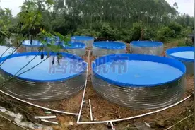 泥鳅的养殖方法和技术，帆布池高密度无土养泥鳅图片