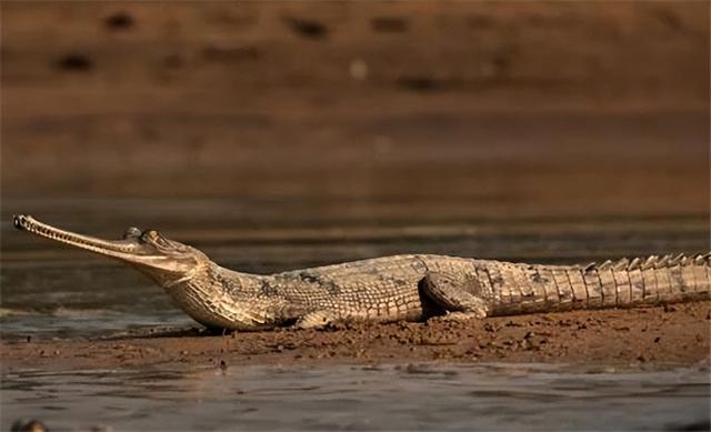 盘点世界体型最大的十种鳄鱼,你只知道几种?