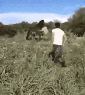 33张令人毛骨悚然的生物照：诡异山羊如人一般站立，眼神深邃