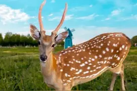 鹿中极品梅花鹿，鹿胎、鹿鞭、鹿筋、鹿血、鹿尾都有药物功能图片