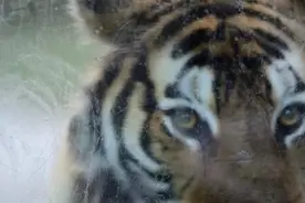 野生动物园的玻璃，被老虎拍碎？动物园回应：已被赶回笼舍图片