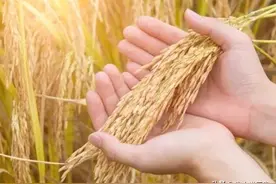 涨啦！10.31全国稻谷收购价格图片