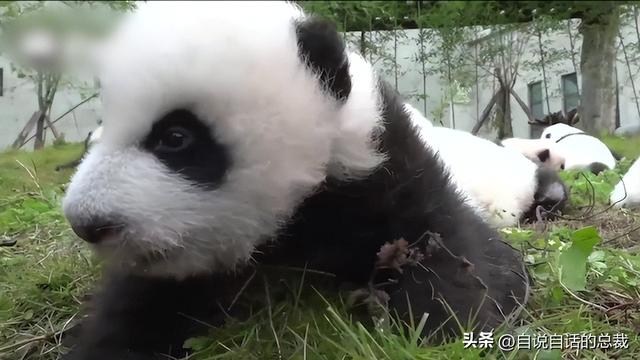 熊猫：真实存在的上古恐惧，为什么只有人类觉得大熊猫很可爱？