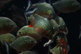 为什么鱼缸三天不打理，缸壁上就有很多脏东西，原因在哪里？图片