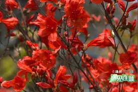 全福游·遇见连城丨四月春末踏青，快来连城“云山”深处寻满山遍野的映山红吧图片