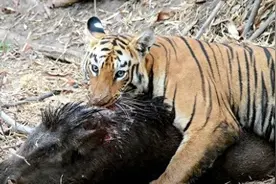 为何动物园不给老虎喂猪肉，吃猪肉有何危害？老虎尸体怎么处理？图片